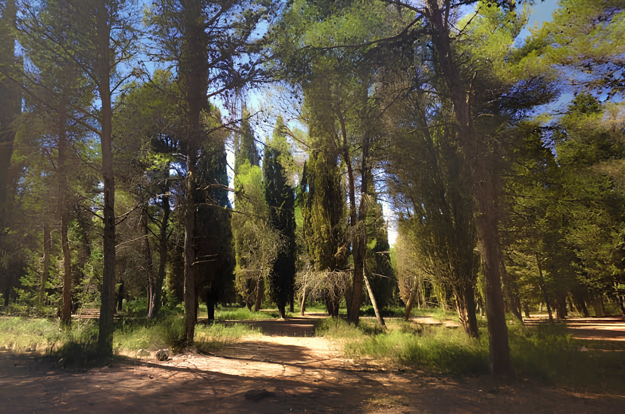 La foresta di Mercadante